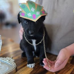 Butter - Black tri-color male Australian Shepherd puppy in Wrightsville, Georgia from Wild Magnolia Farms Aussies