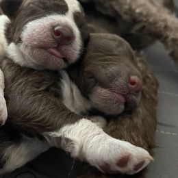 Lagotto Romagnolo Puppies from Agapē Lagotto Romagnolo