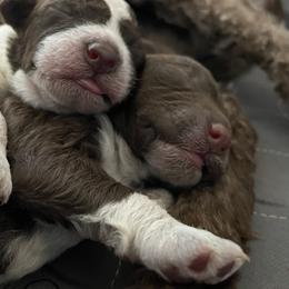 Lagotto Romagnolo Puppies from Agapē Lagotto Romagnolo