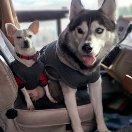 Alaskan Huskies from Mizzies the east sy likkas
