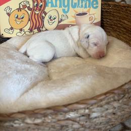 Bacon - White and black female Dalmatian puppy in Claremore, Oklahoma from Lotsofdots Dalmatians