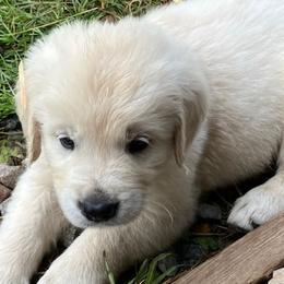 Golden Retrievers from Fischers Goldens