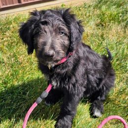 Trenta - Black female Bordoodle puppy in Fredericktown, Ohio from Brisby Bordoodles