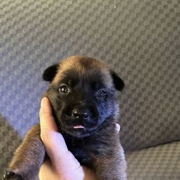 Belgian Malinois Puppies from Mike Maas' working dogs
