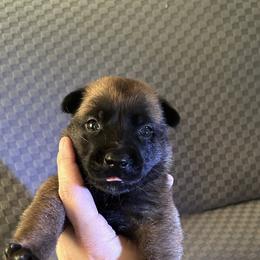 Belgian Malinois Puppies from Mike Maas' working dogs