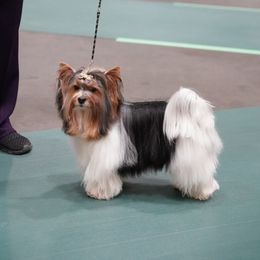 Oscar - Biewer Terrier