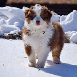 Mesa - Red tri-color female Australian Shepherd puppy in Appomattox, Virginia from Danell Australian Shepherd