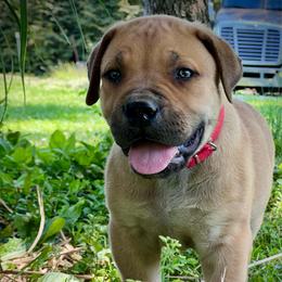 NAGATO - Red male Boerboel puppy in Pennsylvania from Cold River Boerboels
