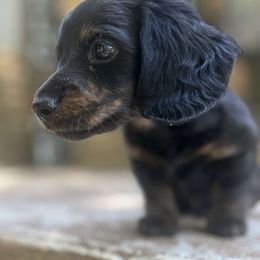 Dachshund Puppies from Pure Joy Dachshunds