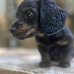 Dachshund Puppies from Pure Joy Dachshunds