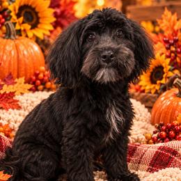 Nala - Black female Morkie puppy in Odessa, Texas from Aubrea's Morkies
