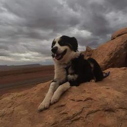 Vegas - Australian Shepherd