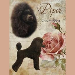 Piper - Poodle