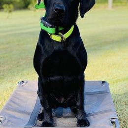Labrador Retrievers from Southern Magnolia Retrievers
