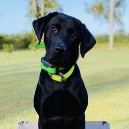 Labrador Retrievers from Southern Magnolia Retrievers