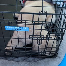 Golden Retriever Puppies from Sola Mae's Goldens