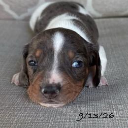 Bolt - Dapple male Dachshund puppy in Joshua Tree, California from Desert Dreams Ranch