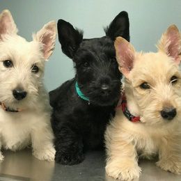Scottish Terrier Puppies from Glendarra Scottish Terriers