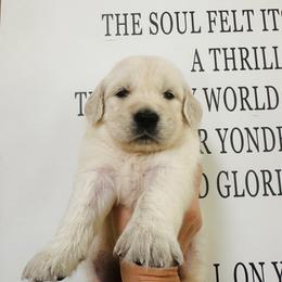 Bentley - Light golden male Golden Retriever puppy in Oconto, Wisconsin from Abbie's Golden Retrievers