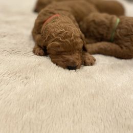 Poodle Puppies from Willow Rock Poodles