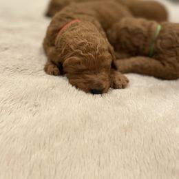 Poodle Puppies from Willow Rock Poodles