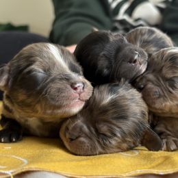 Cavalier King Charles Spaniels and Cavapoos from Woofery de Arana