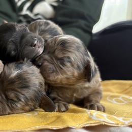 Cavalier King Charles Spaniels and Cavapoos from Woofery de Arana