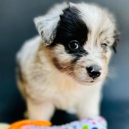 Jeb - Blue merle male Miniature Australian Shepherd puppy in Luling, Texas from Little Wood Toy and Mini Aussies