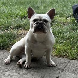 French Bulldogs from Muddy Creek Frenchies