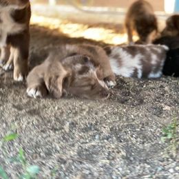 Australian Shepherd Puppies from Roosters Brand of Aussies
