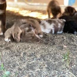 Australian Shepherd Puppies from Roosters Brand of Aussies