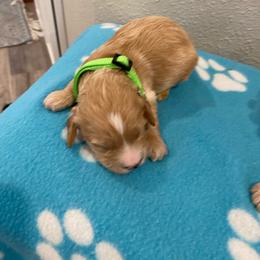 Dexter - Red male Cockapoo puppy in Brookings, South Dakota from Hofer Pups