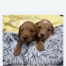 Blane - Red  male Goldendoodle puppy in Rienzi, Mississippi from Saddle Hill Farms