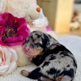 Zeus - Blue merle male Aussiedoodle puppy in Norco, California from DLT MiniAussie