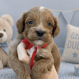 Red bow - Red male Cavapoo puppy in Waskom, Texas from Pearls & Curls doodles & poodles