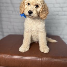 Mini Male Blue Collar - Cream male Goldendoodle puppy in Piedmont, South Carolina from The Farm at Saluda Ridge