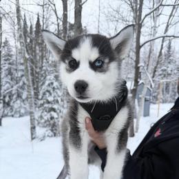 Boy 1 - Black and white male Siberian Husky puppy in Solon Springs, Wisconsin from Snowfall Siberians