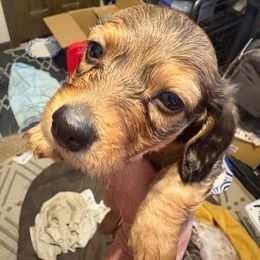 Shaded Red Male - Red male Dachshund puppy in Highland Home, Alabama from Landey's Long Dogs