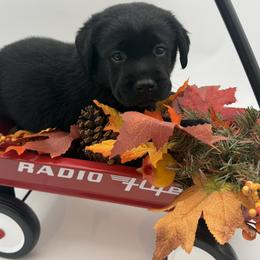 Mr Grey - Black male Labrador Retriever puppy in Douglas, Massachusetts from Oak Breeze Retrievers