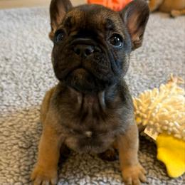 Bubbles - Fawn and white female French Bulldog puppy in Madison, Wisconsin from MadCity Frenchies