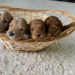 Goldendoodle Puppies from J&J Doodles