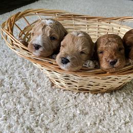 Goldendoodle Puppies from J&J Doodles