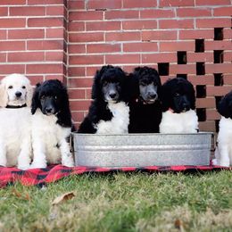 Poodles from Stephens Toy Poodles