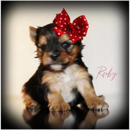 Ruby - Black and gold female Yorkshire Terrier puppy in Warren, Michigan from Danielle's Yorkie Babies