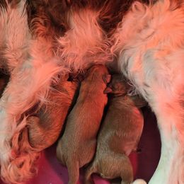 Cavapoo puppies from Kingdom Bound By Design