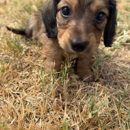 Duchess - Cream female Dachshund puppy in Deming, New Mexico from FoxieDoxies of New Mexico