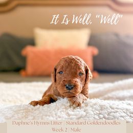 Well - Red  male Goldendoodle puppy in Marietta, Georgia from Reece + Co Doodles & Poodles