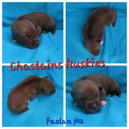 Faolan Male 2 - Red and white male Siberian Husky puppy in Hiawassee, Georgia from Chastains Huskies