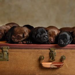 Labrador Retrievers from Duck U Kennels