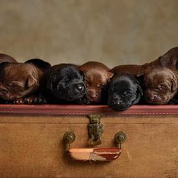 Labrador Retrievers from Duck U Kennels
